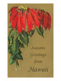 Season's Greetings from Hawaii  Poinsettias