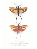 Exotic Orthoptera  Grasshoppers