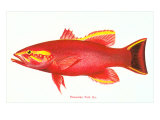 Hawaiian Fish  Uu