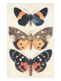 Three Butterflies