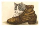 Kitten in Shoe