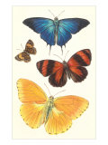 Varieties of Butterfly