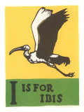 I is for Ibis