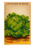 French Cabbage Seed Packet
