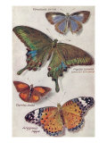 Varieties of Butterfly