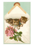 Kittens in Envelope with Rose