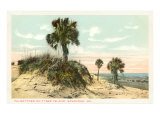 Palmettos  Tybee Island  Savannah  Georgia