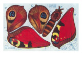 Cutout Moth Puppet