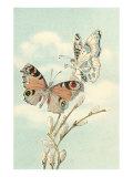 Butterfly People on Pussy Willows