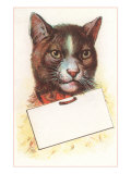 Cat with Empty Tag