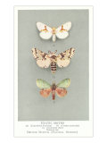 Exotic Moths