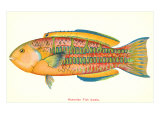 Hawaiian Fish  Awela