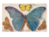 Varieties of Butterfly