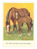 Colt Stays Near Mother