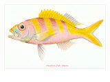 Hawaiian Fish  Ulaula