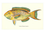 Hawaiian Fish  Lauia