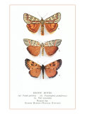 Exotic Moths