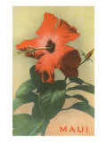 Maui  Hibiscus Blossom