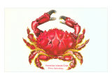 Hawaiian Crab