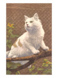 Cat on Branch