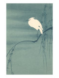 Ibis Perched on Branch