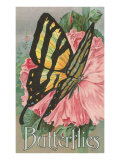 Yellow Swallowtail on Hollyhocks