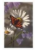 Butterfly on Daisy