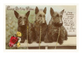Loving Birthday Wishes  Three Scottie Dogs