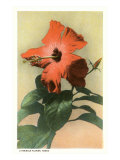 Hibiscus  Hawaii