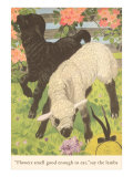 Black and White Lamb