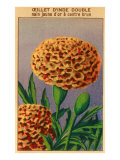 French Carnation of India Seed Packet