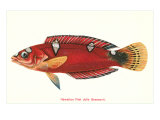 Hawaiian Fish Julis Greenovii