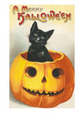 A Merry Halloween  Cat in Jack O'Lantern