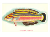 Hawaiian Fish  Julis Eydouxi