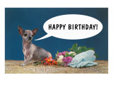Happy Birthday from Chihuahua