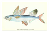 Hawaiian Fish  Malolo Puhiki'i