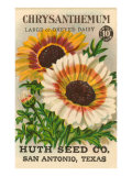 Chrysanthemum Seed Packet
