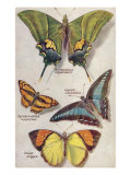 Four Butterflies