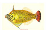 Hawaiian Fish  Oili