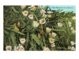 Night Blooming Cereus  Hawaii