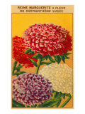French Reine Marguerite Chrysanthemum Seed Packet