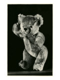 Teddy Bear