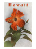 Hawaii  Hibiscus Flower