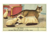 Exotic Cats