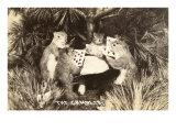 Gambling Squirrels