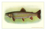 Eastern Brook Trout