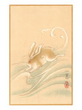 Rabbit Playing in Water