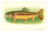 Golden Trout