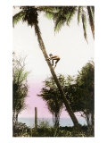 Boy Climbing Coconut Palm  Hawaii