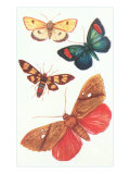 Moths  Butterflies